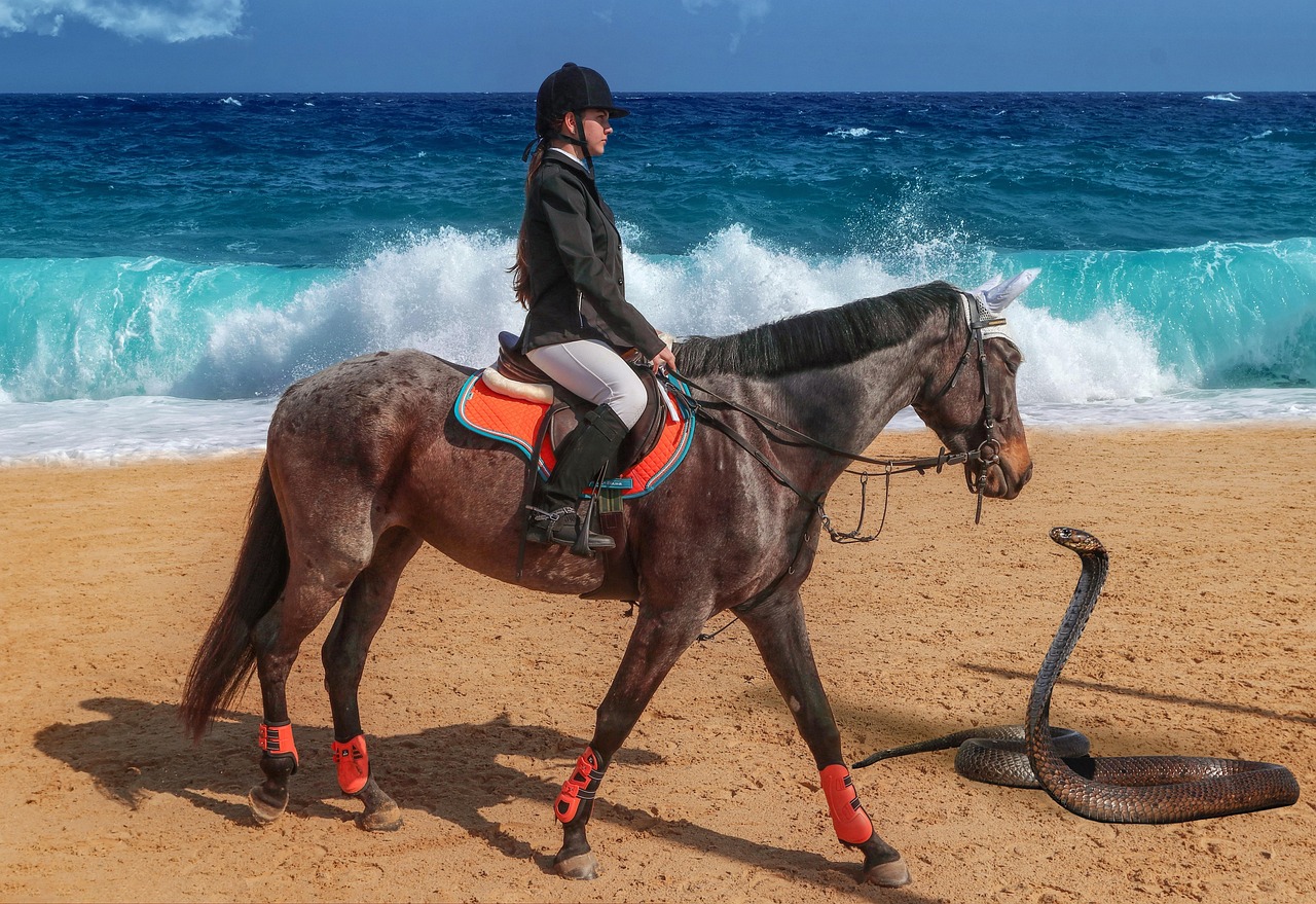 바다에서 승마하는 이미지